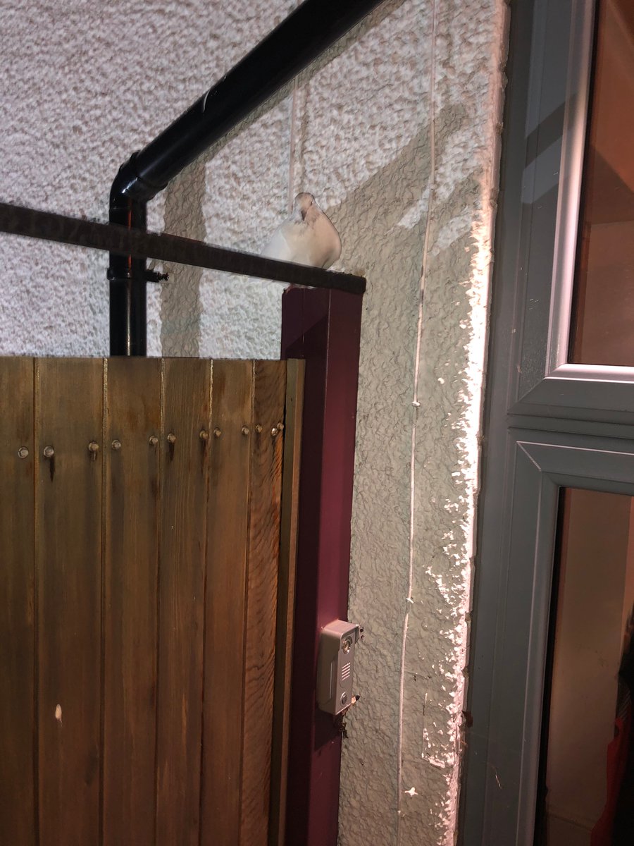 Maria Chauhan tweet media