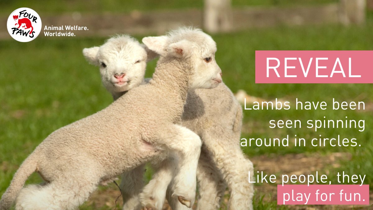 #FunFacts 🐑 Today, there are over one billion #sheep and baby #lambs in the world. Do you know how clever and full of personality sheep are? They play, they recognise faces, and they even like to travel!

5 reasons why #SheepAreCool ➡ fpau.org/sheep-are-cool

#WearitKind ❤️
