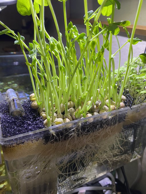 観葉植物を水槽で育てるハイドロカルチャーとは やり方とオススメの観葉植物 Aquarium Library