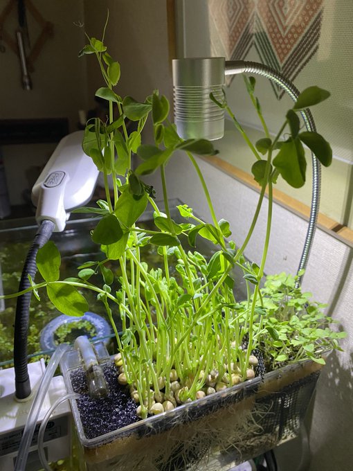 観葉植物を水槽で育てるハイドロカルチャーとは やり方とオススメの観葉植物 Aquarium Library