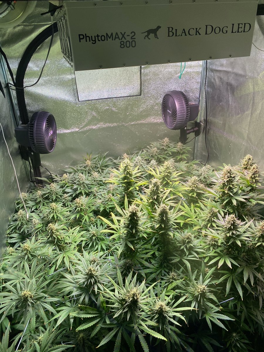 BlackDogLED's tweet photo. Another Black Dog employee grow to bless your timeline! In the back of the 4 X 4 tent, we have Pink Kush and in the front we have Purple Paralysis! These ladies are in week 7 of flower and they smell better and better each day! Results coming soon!
#blackdogled #homegrow https://t.co/SRUegsyxJH