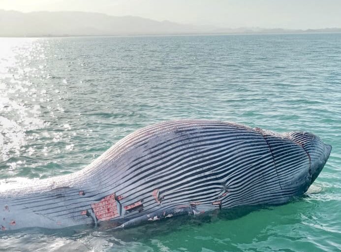 ernesto_mendez's tweet photo. Tripulantes del barco Narval del @de_ballena junto con elementos de @PROFEPA_Mx y @SEMAR_mx atendieron el varamiento mar adentro de una #ballena rorcual tropical.

El ejemplar juvenil se encontraba muerto enmallado en una red #totoabera a cinco kilómetros de San Felipe #BC https://t.co/4zcWsO1Ji2