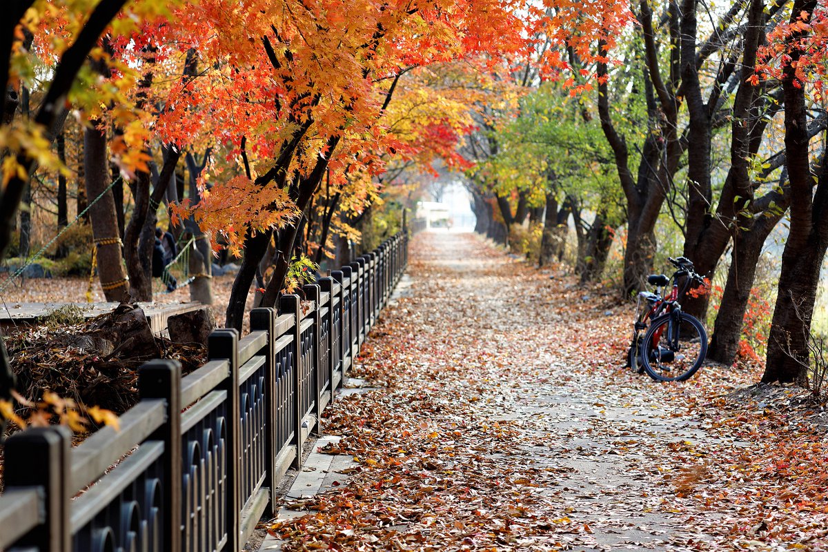 TheLensView1's tweet photo. Trying to Focus on Bike But The View didn't Let Me #road #bike #path #photography #leaves #photooftheday #TheLensView https://t.co/IbNjyDwusZ
