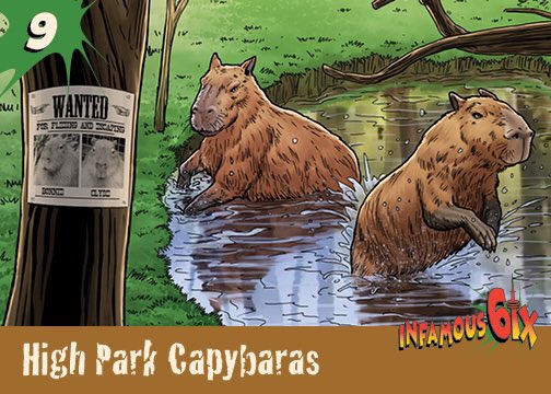 Infamous6ixTO's tweet photo. High Park Capybaras #9
Hands down the most adorable fugitives #Toronto has ever known. #highpark #art #graphicdesign #infamous6ix #the6 #topoli #comics #collectorscards #capybaras https://t.co/OdCBT6PiYl