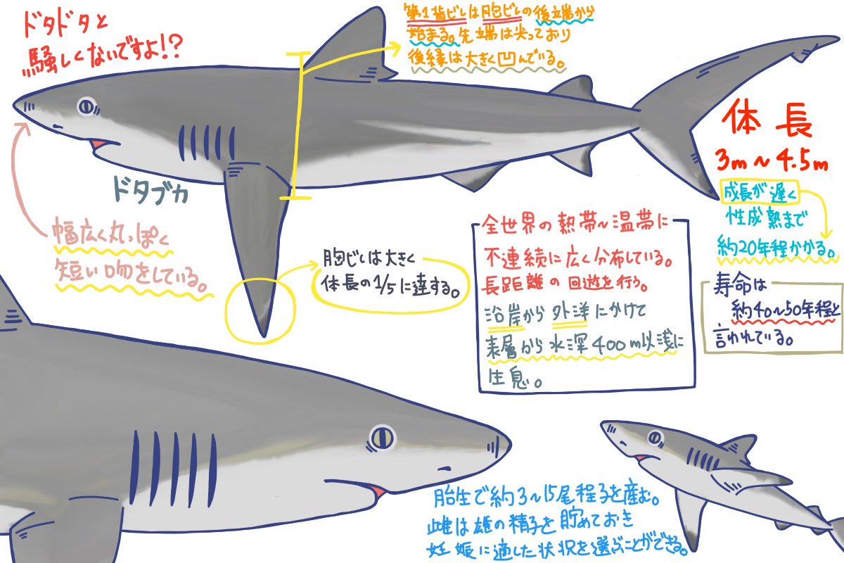 めかぶのサメ紹介ツイート Twitter