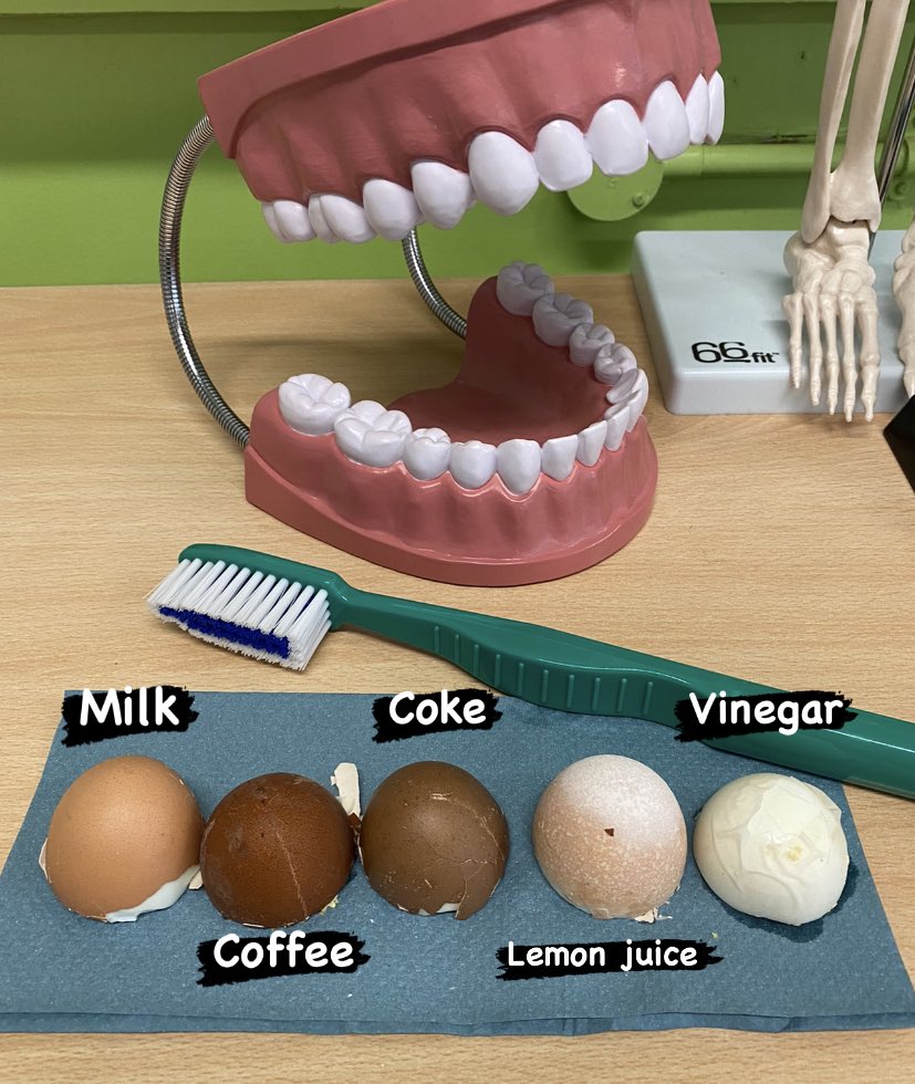 MissRDodd's tweet photo. Year 4 have been learning about the skeleton and our teeth. We investigated how different liquids can damage our teeth. We used an egg shell to represent our enamel. The one in vinegar had no shell left! 🧫 🧪 😲 @RowParkAcademy @DebsBridgeman https://t.co/o4eSj8fYtX