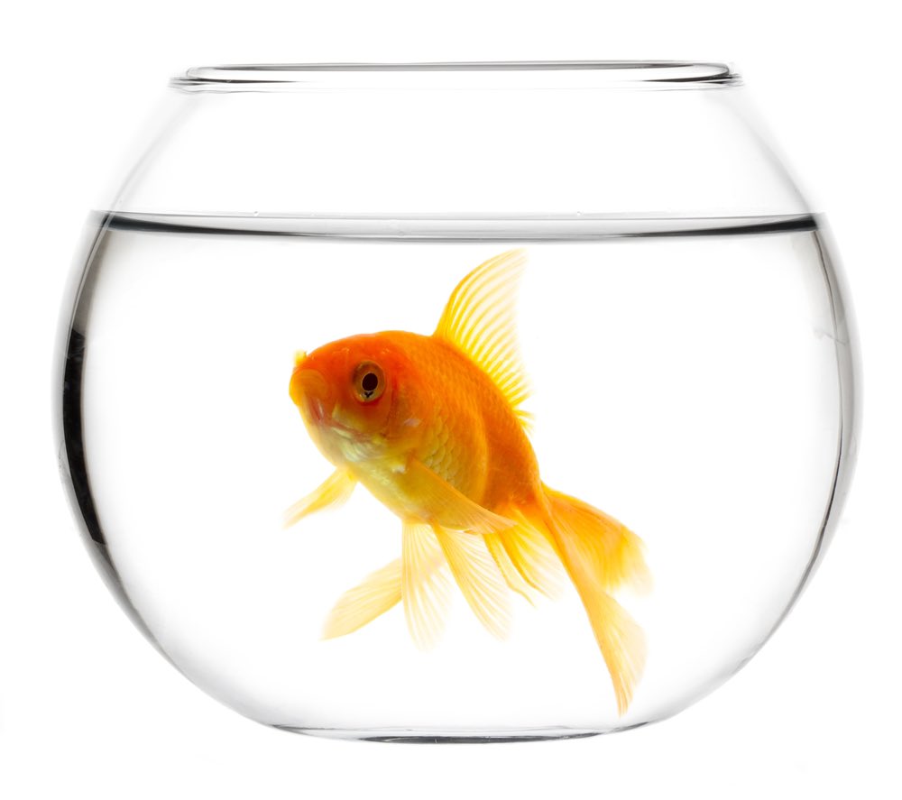 amonn69's tweet photo. Altijd gedacht dat het geheugen van een goudvis niet meer dan 3 seconden is. Nu blijkt uit onderzoek van de @QuestNL dat dat tenminste 3 maanden is. Conclusie: het geheugen van @MinPres is minder dan dat van een goudvis! https://t.co/HIZHi8Baeo