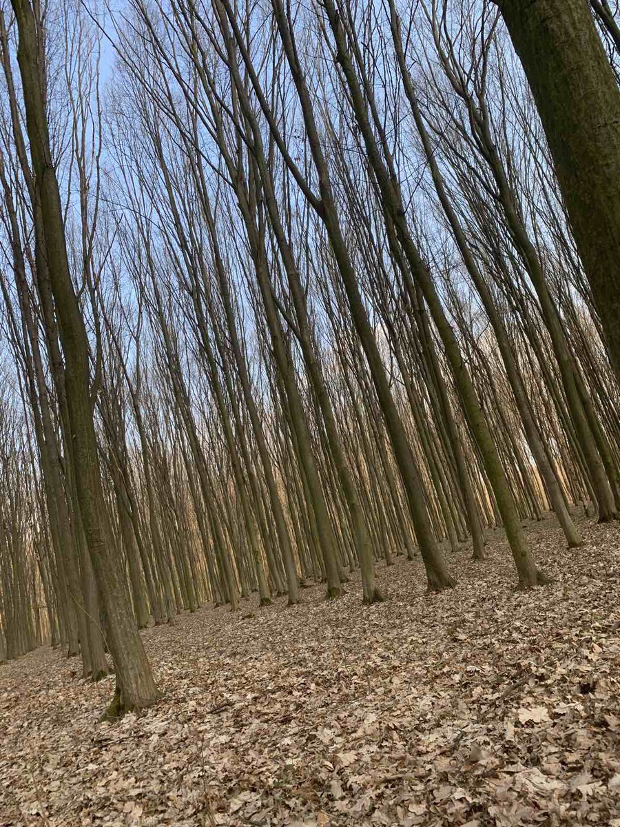 у нас сегодня было +19 и мы с подругой выбрались в лес ☘️💚