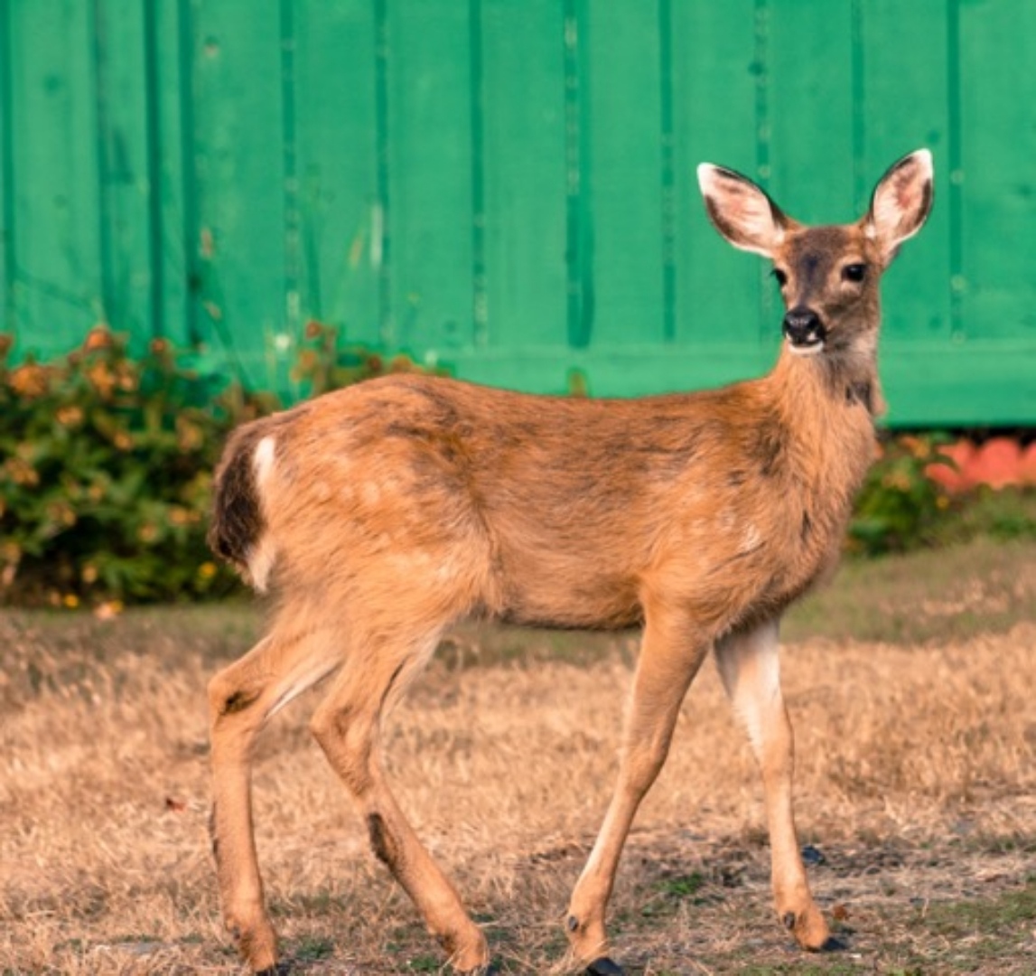 UndividedMag's tweet photo. 🌺🌷Spring is in the air! 🐣🌱 April is here so here's a photo called "Oh Deer" by @ChrysaD capturing the beauty of nature! 🦌

Have any photography, art, or poetry you've been hibernating with this winter! It's time to get out there and share your beautiful creations! 📸🖊🖌 https://t.co/N4lGaJMzwS