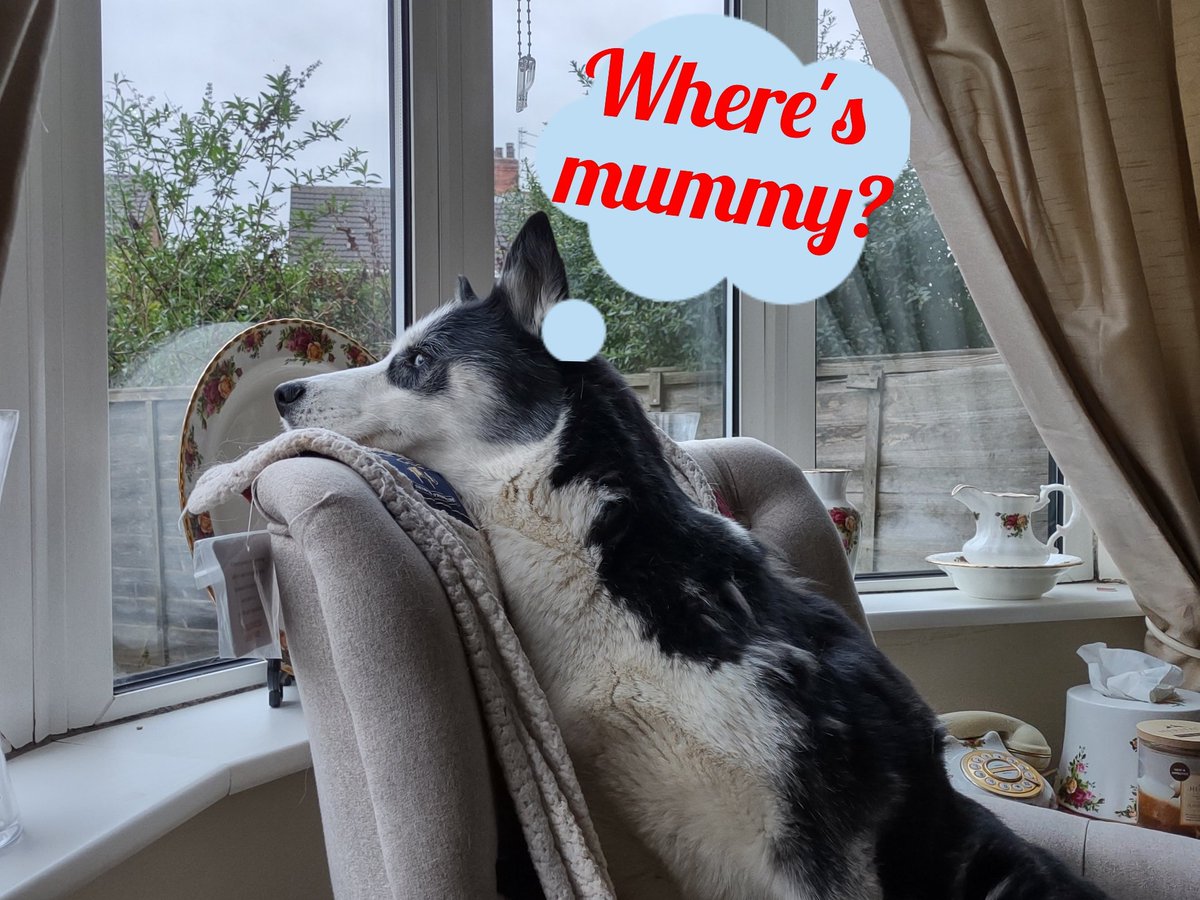 HuskyStories's tweet photo. I think Diamond is looking out for @amandalwelch
#siberianhusky #huskies
#missingmummy #dogsoftwitter
@JustJaneisBack
@WeAreProvoco https://t.co/Rb2DHT83e6