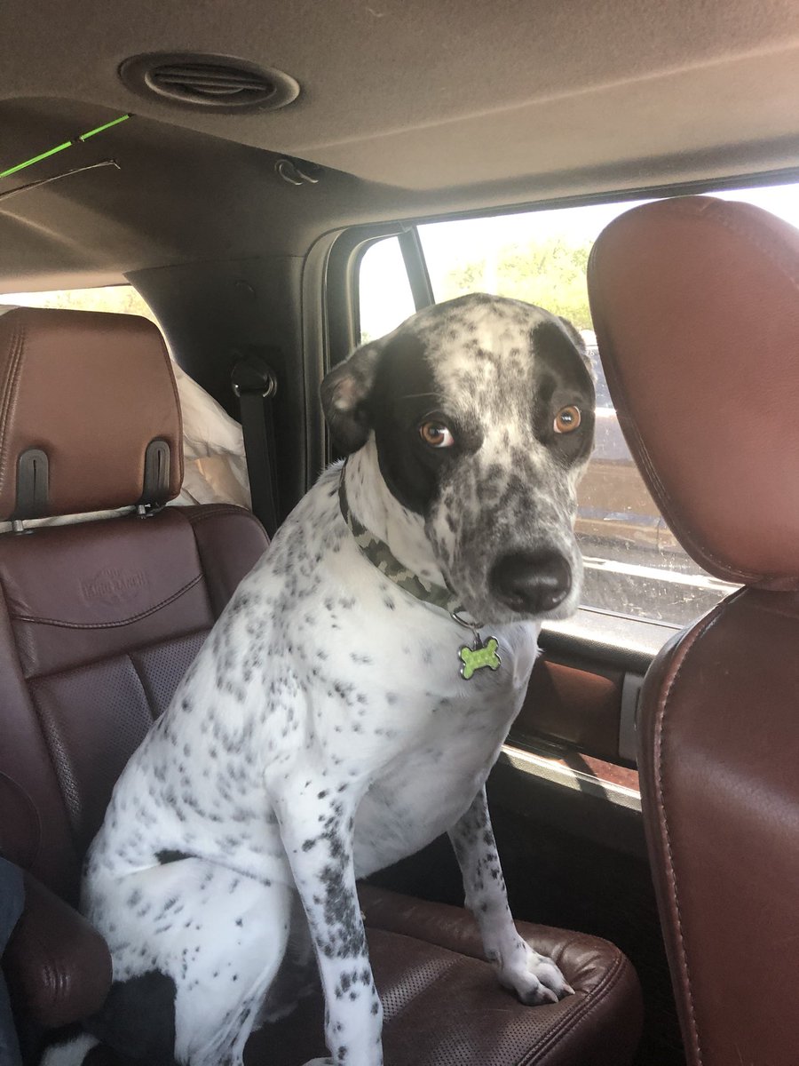 I is almost to deh BEACH!!! First time ebber!!! I is a happy doggo!!

#dogsoftwitter #beachdog #beachtrip #rescuemutt