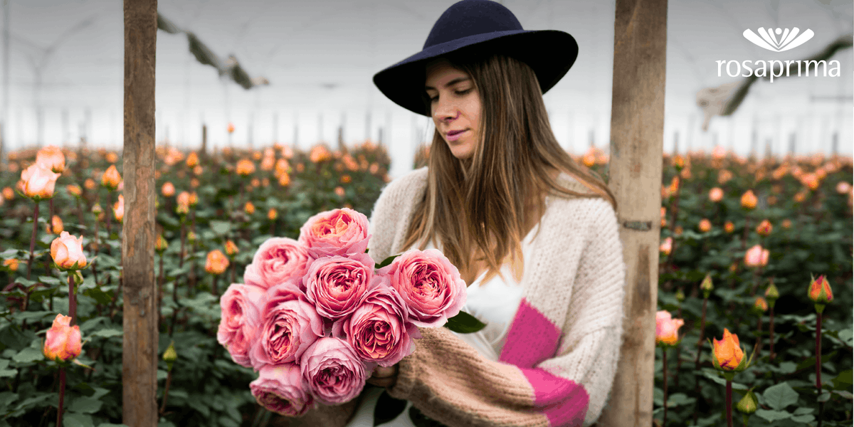 rproses's tweet photo. Romantic Antike in full bloom: raw, real and absolutely stunning.  #romanticantike #rosaprimaroses #freshcutroses #pinkroses #powerofpink #naturalbeauty #beautiful https://t.co/mLkdddgWSy