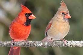 PawsStop's tweet image. Calling Wild Bird Lovers: Purchase 2 36# bags of Bird food and receive 20% off of a bird feeder of your choice!!