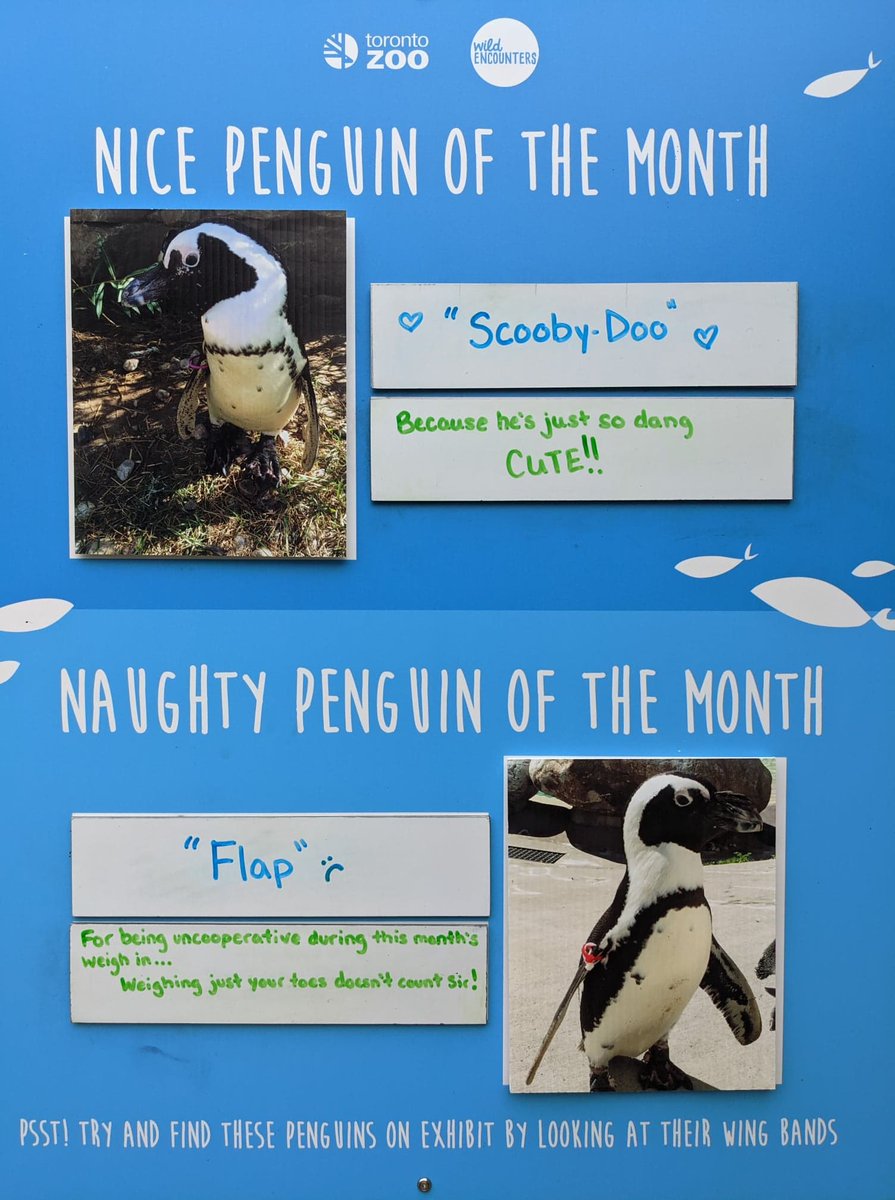 TheTorontoZoo's tweet photo. Presenting the Nice and Naughty Penguin of the Month: April 2021 Edition 🐧 #PenguinPerformanceReview https://t.co/m7QbqAMnFK