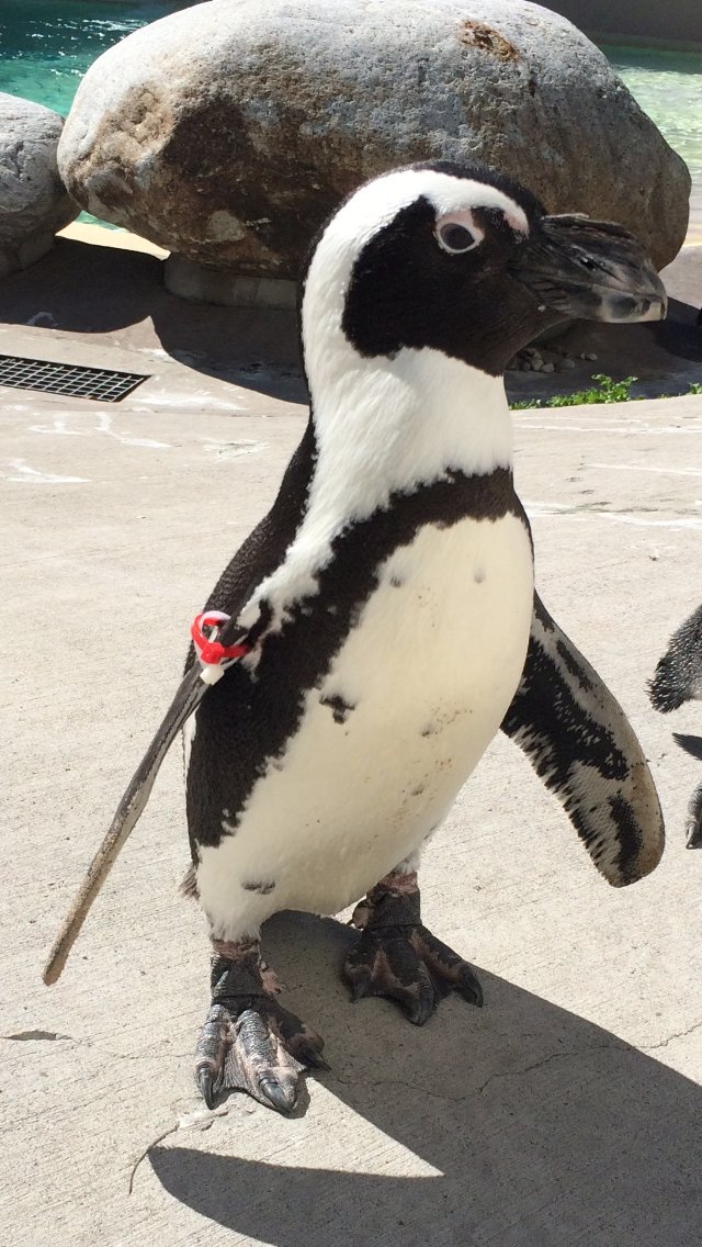 TheTorontoZoo's tweet photo. Presenting the Nice and Naughty Penguin of the Month: April 2021 Edition 🐧 #PenguinPerformanceReview https://t.co/m7QbqAMnFK