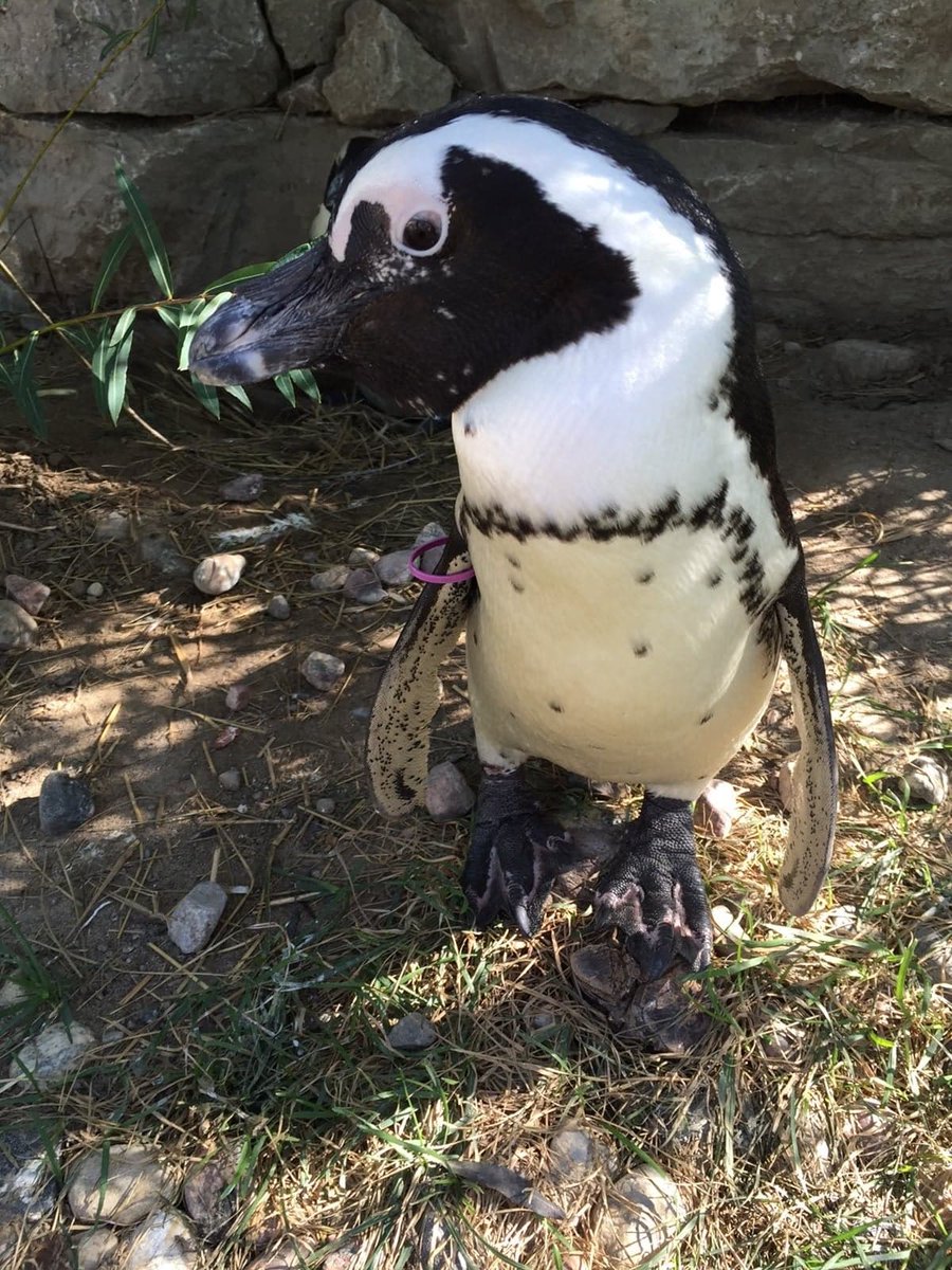TheTorontoZoo's tweet photo. Presenting the Nice and Naughty Penguin of the Month: April 2021 Edition 🐧 #PenguinPerformanceReview https://t.co/m7QbqAMnFK