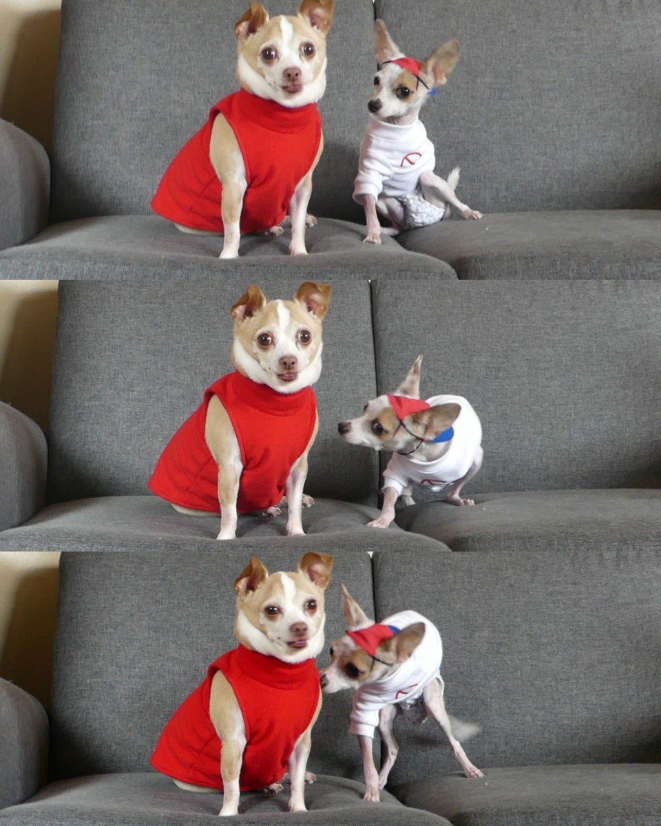 sproutpups's tweet photo. Woof be bop #fridaynightfunkin #fnf #fridaynightfunkincosplay https://t.co/f1bfSLIVeT