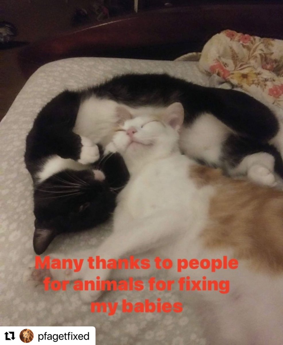 PFAgetfixed's tweet image. "My name is Kellie and I’m on disability 
People for animals spayed and neutered my 2 cats
They are my babies and have gotten me thru some pretty rough times. Thank you guys for all you do. It really does make a difference " #spayandneuter #nonprofit #cats #catsofinstagram #dog
