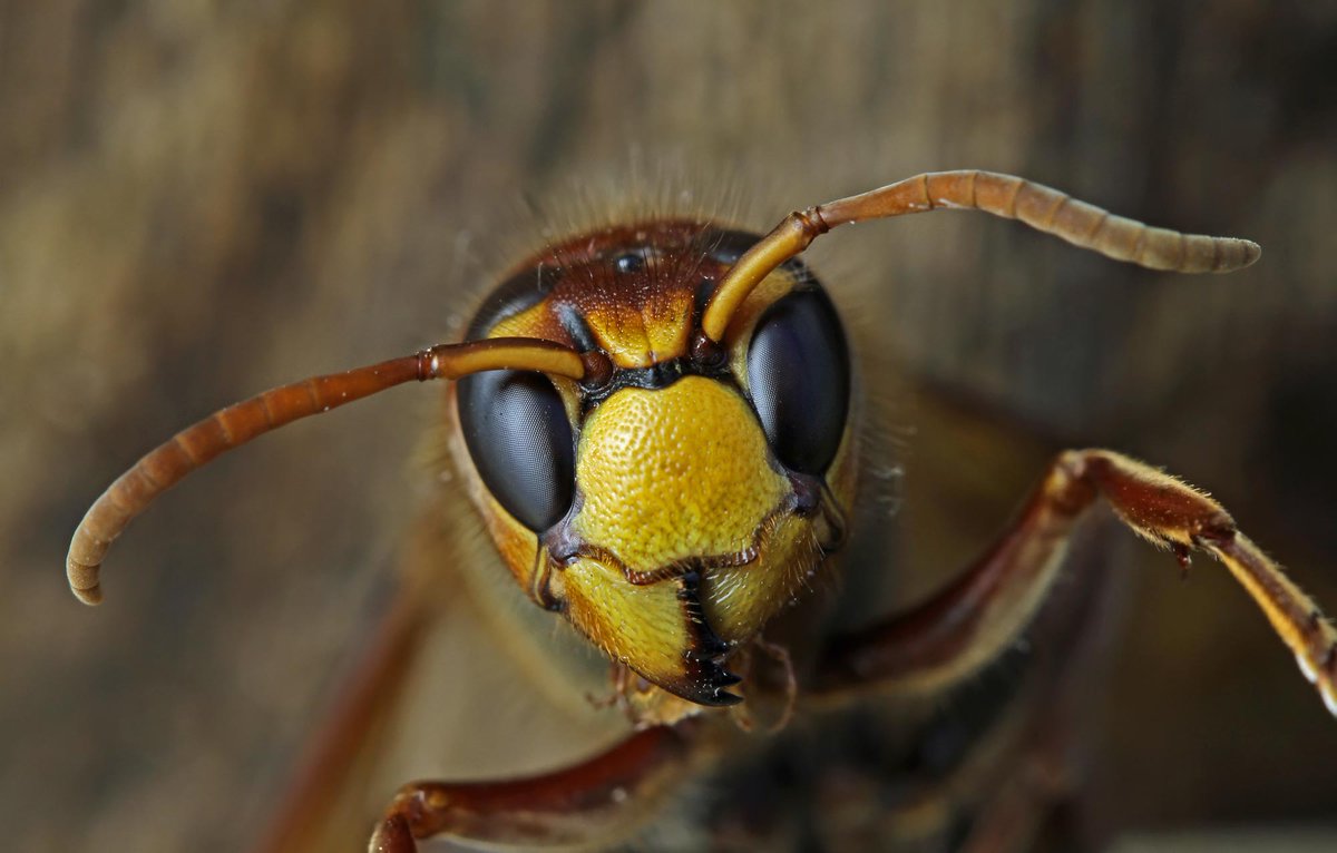 f_lasserre's tweet photo. Mini contribution à la #FECritique2021, special printemps, #abeilles et #frelons d'ici ou d'ailleurs :
https://t.co/2dz66THZo3
(photo : https://t.co/G9XYHqftsS) https://t.co/pWETm5jEnK