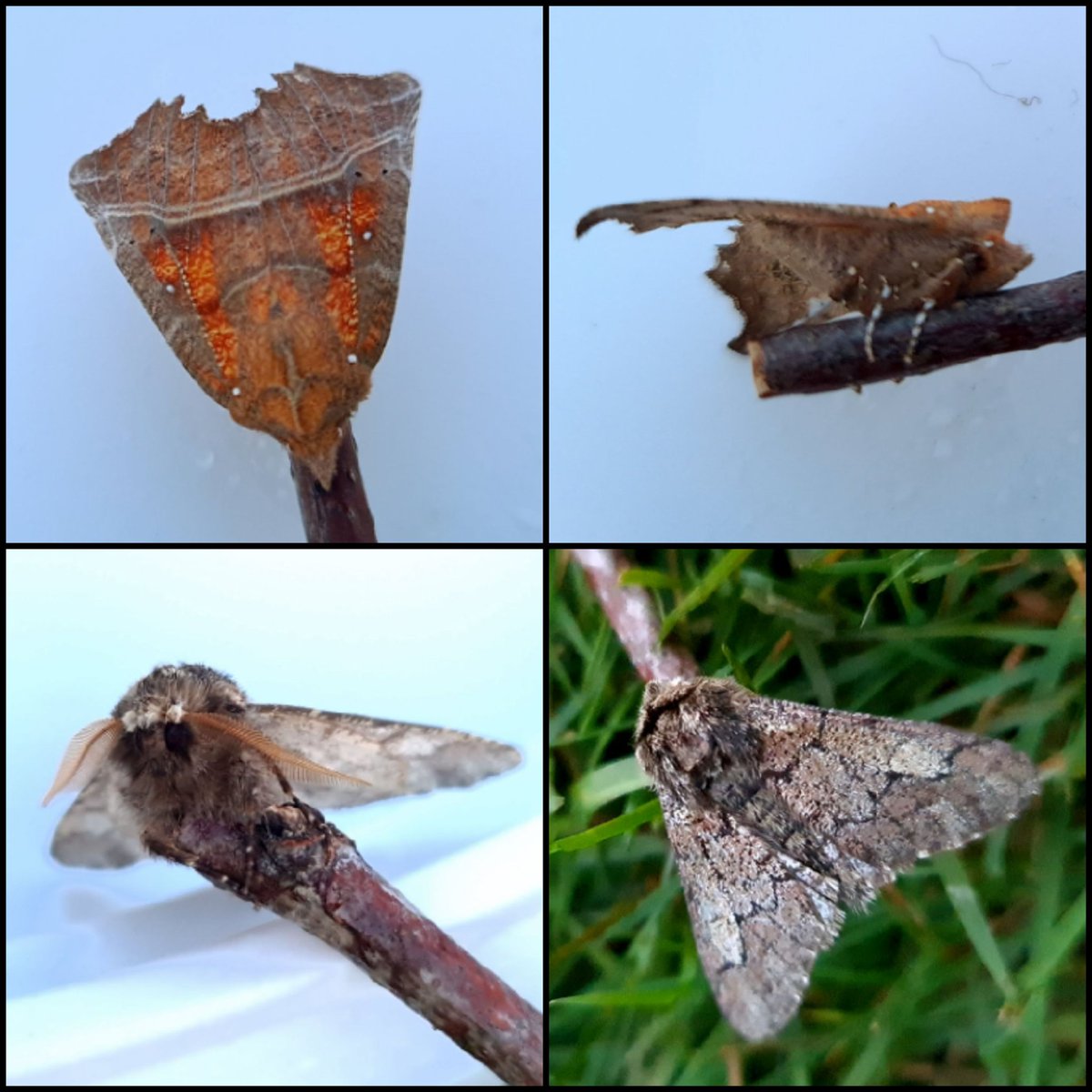ConnyTabak's tweet photo. Het #BIMAG seizoen is begonnen. Voor mij een hele ontdekkingstocht. Wat is het toch leuk om zoveel soorten #nachtvlinders te mogen leren kennen 😇 #insectenopdeboerderij

Wat een leukerds hè?
#roesje
#vroege_spanner https://t.co/7KAhiQXe6c
