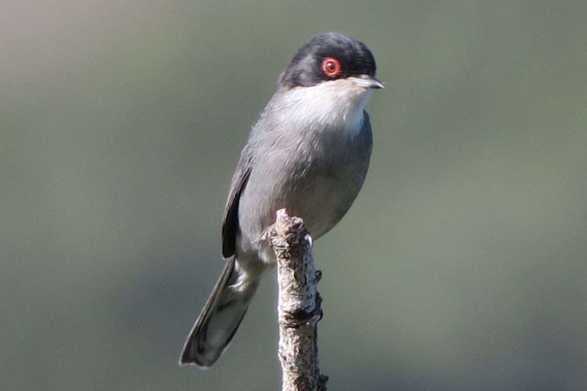 jballesterv's tweet photo. Hola @birdcatalunya @MariusDomingo2, 3 mallerengues, carbonera, blava i petita i un tallarol capnegre https://t.co/61aKrL3Ui6
