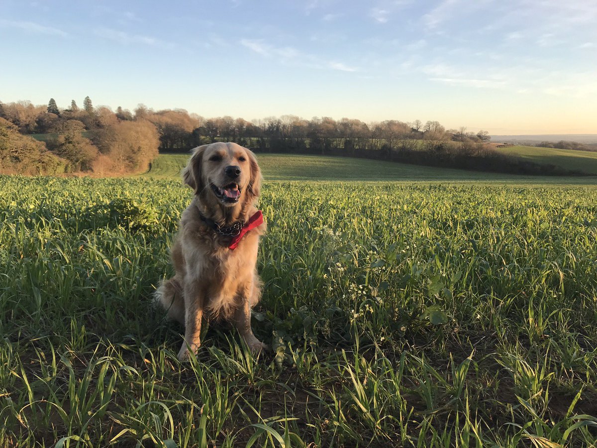 Happy 4th birthday to this crazy cat 🐾