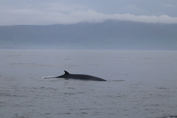 MFRC PhD students Cynthia Barile, Morgane Pommier &amp; María Pérez Tadeo (Chief Scientist) are sailing on the RV Celtic Voyager, under the MI ship-time scheme, to gather visual &amp; acoustic data on offshore marine mammals, focusing on deep-diving cetaceans, for the IMMErSE II survey