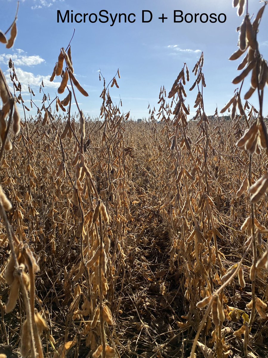Hoy cosechamos ensayos de fertilizantes foliares en soja de primera. 

En breve les mostramos los resultados 🙌🏽

📌 Daireaux.