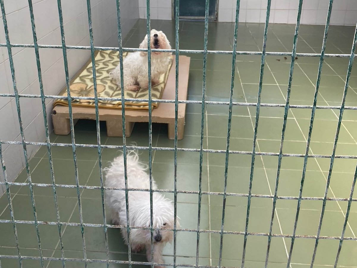 SosAbuelos1's tweet image. #MICKEY &amp;amp; #CANDY (13 AÑITOS) GUIPUZCOA 
Son hermanos, se tienen que ir adoptados juntos. Su dueño ha fallecido.
Una historia triste que puede tener un final feliz si les dais la oportunidad. 

 refugio@protectoradegipuzkoa.com //  943 37 66 50 (10.00 a 14.30 h.)