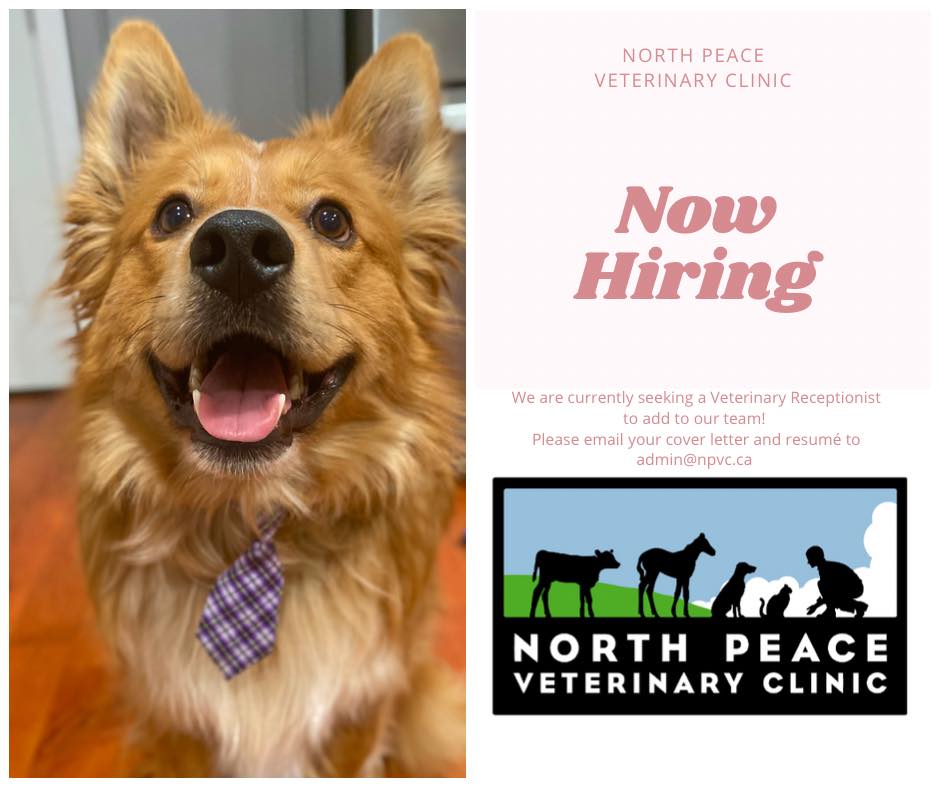 NorthPeaceVet's tweet photo. NOW HIRING: VETERINARY RECEPTIONIST 
If you are high-energy and love working with people and animals, you may be a match for us! Visit https://t.co/sxqKHPheV4 for more details and email your cover letter and resumé to admin@npvc.ca. #northpeace #yxj #fortstjohn #northernbc https://t.co/3zXq0V4qYS