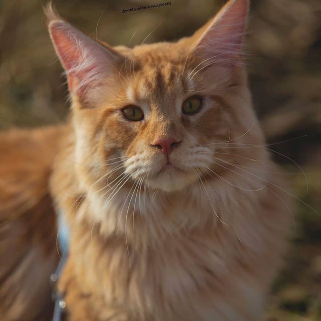 lover_mainecoon's tweet photo. Sun is out and so am I. Ready to tackle this whisker Wednesday ☀️😎
#mainecoon #cat #CatsOfTwitter #catsofinstagram #CatsOnTwitter #catday #StopAsianHate #KarlFell #Canada https://t.co/azCNOtD515