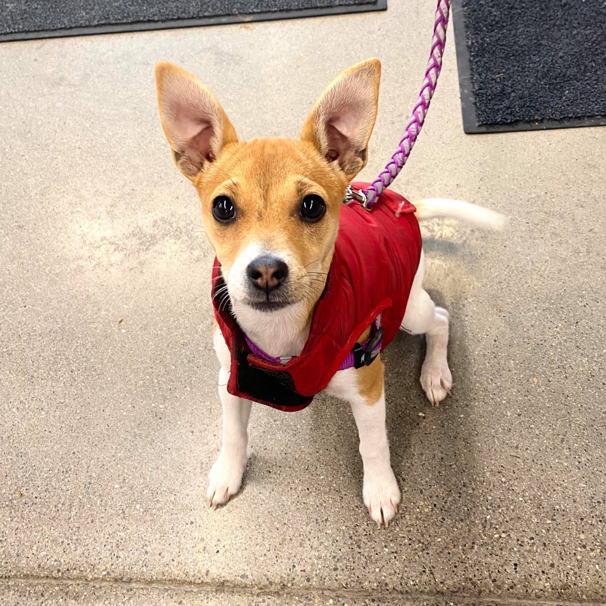 gpfcambridge's tweet photo. Meet Whiskey!  Such a sweet pup and those ears!  😍  We are in love!

Hope to see you again soon Whiskey!

#thosearsthough #puppylove #dogsofinstagram #globalpetfoods #hespeler https://t.co/Lq6fLx9yYE