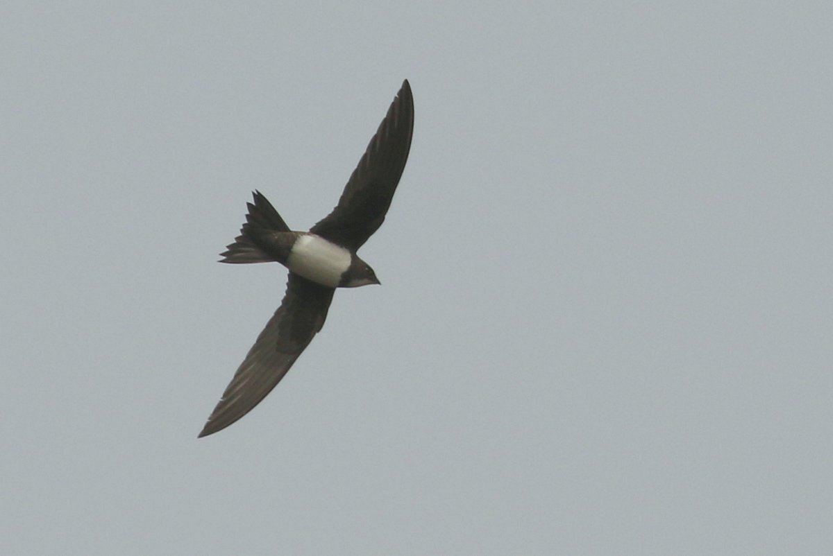 SkokholmIsland's tweet photo. Today's Alpine Swift was just the third for Skokholm following birds on 13th July 1972 and 24th March 2002. Nothing beats a swift with a two foot wingspan. https://t.co/2VeGjgwt9X