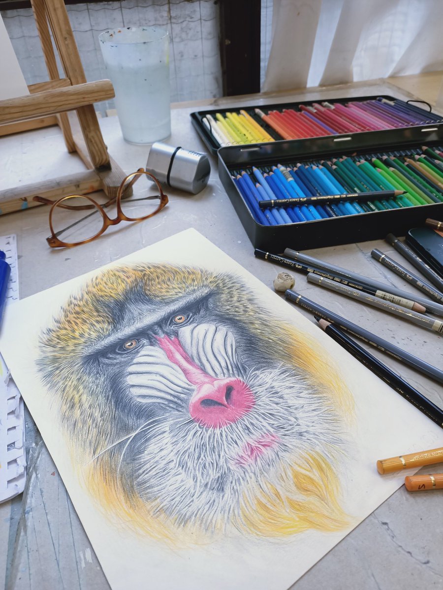 trazotropia's tweet photo. Así quedó el mandril con lápices #fabercastell que hice en la academia 🙉 Qué os parece? 🙈 Para mí fue un reto muy grande, sobretodo la barba, pero a pesar de ello estoy muy orgullosa del resultado 🤗 

🌻https://t.co/MUEMHYAcoM

🌼#artist #artwork #painting #ilustranatura https://t.co/4bZDV3cfho