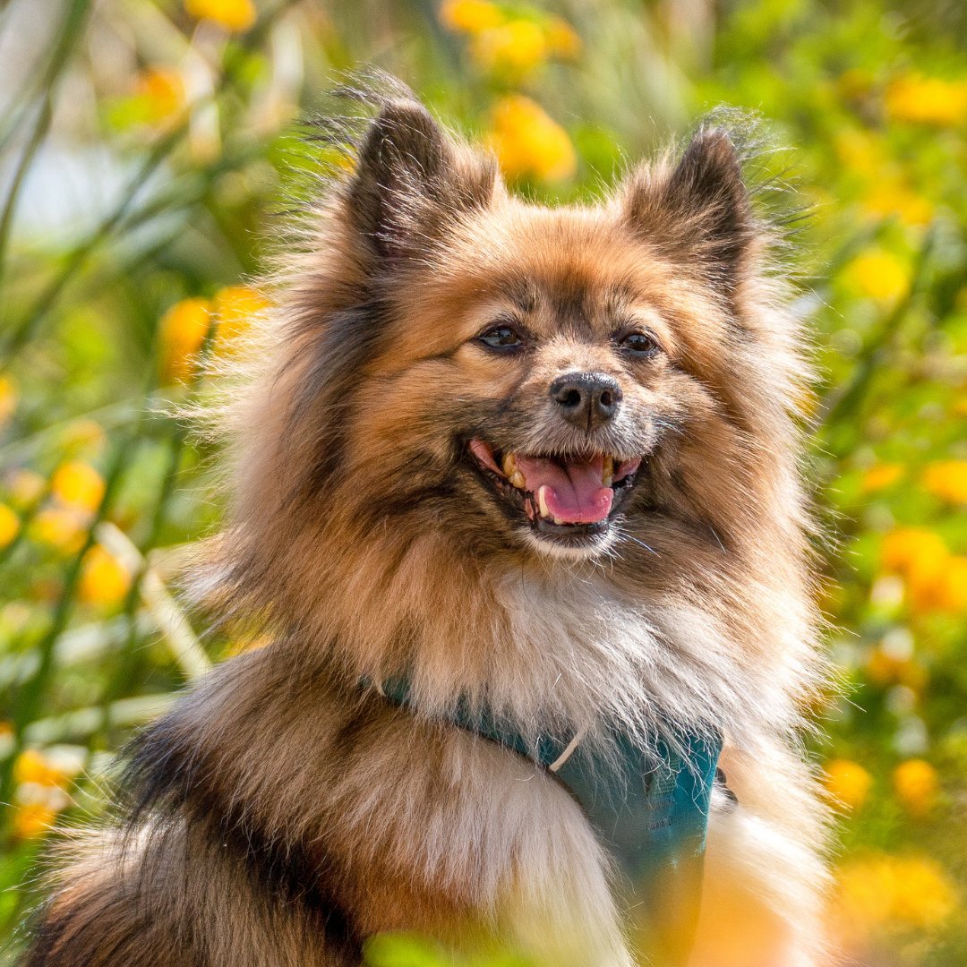 HealthySpot's tweet photo. Hello sunshine and #HelloApril! It's officially National Pet Month and with Earth Day coming up, we're taking time to #PawsForThePlanet.
Keep up with this month's events, blogs and posts to learn how you can care for the environment while having fun with your cat or dog! https://t.co/HsZhx5aI6U