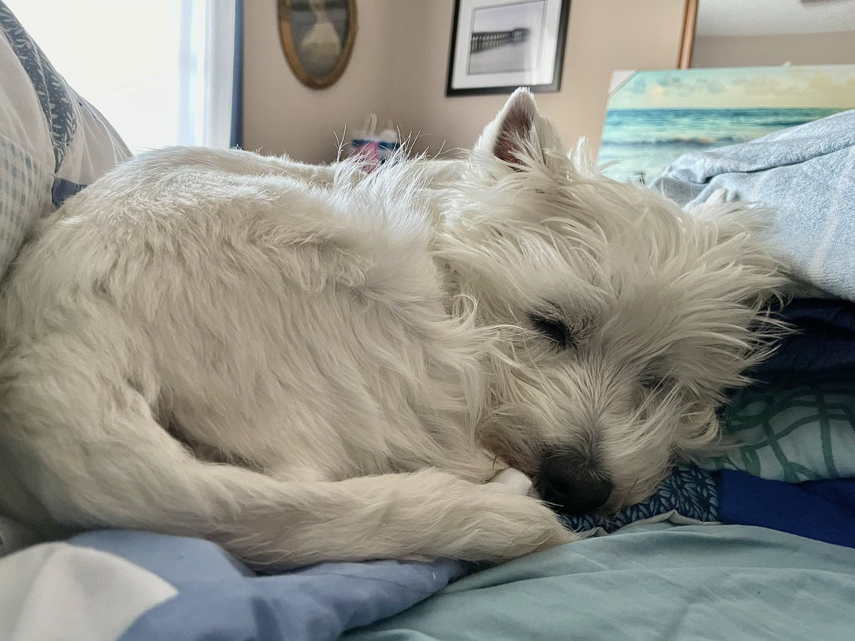 He reminds me of a little Arctic Fox when he curls up like this!
