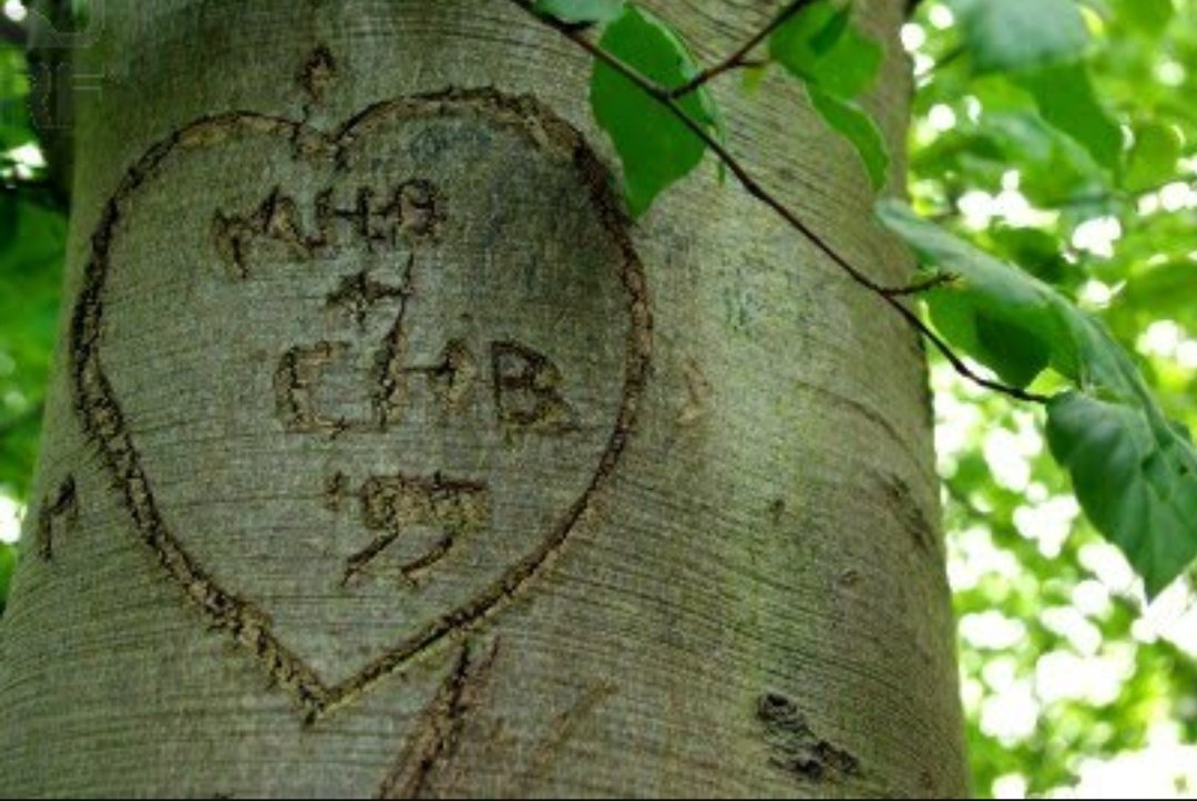 Tree trunk перевод. Tree trunk перевод