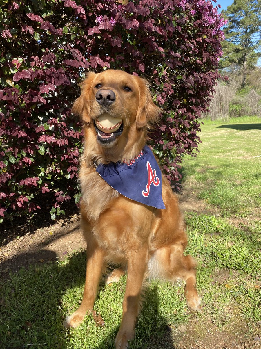 AcunaMatata1313's tweet image. Hammerin’ Hank the Rally Dog is ready. Are you ready? #OpeningDay #ForTheA