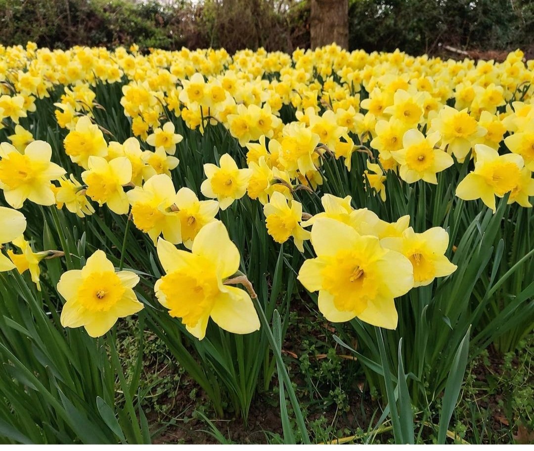 BVGS_English's tweet photo. Happy Easter from us all @BVGS_English https://t.co/NFAkUq80w9
