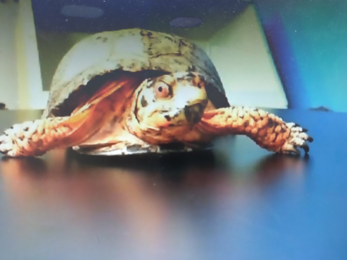 RCOLA Middle and High School students visited Greenville Zoo in South Carolina for today's live meeting. <a href="/RowanSchools/">Rowan County Schools</a> <a href="/RCSHSOffices/">RCSHS Offices</a> @RowanCOLA @RowanAstSuper <a href="/AspireKy/">ASPIRE KY</a>