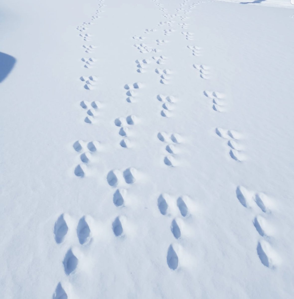 nader_elhachem's tweet photo. #Laklouk today ! Footprint of Lebanese hare + rosa canina @JouzourLoubnan #footprint #dogrose #hares #rosacanina #snowhare
https://t.co/88kDmep7oS https://t.co/ijN6phYRqd https://t.co/fqy0sMrMMa