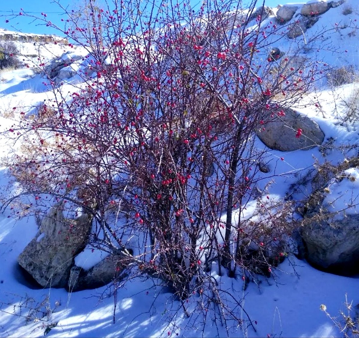 nader_elhachem's tweet photo. #Laklouk today ! Footprint of Lebanese hare + rosa canina @JouzourLoubnan #footprint #dogrose #hares #rosacanina #snowhare
https://t.co/88kDmep7oS https://t.co/ijN6phYRqd https://t.co/fqy0sMrMMa