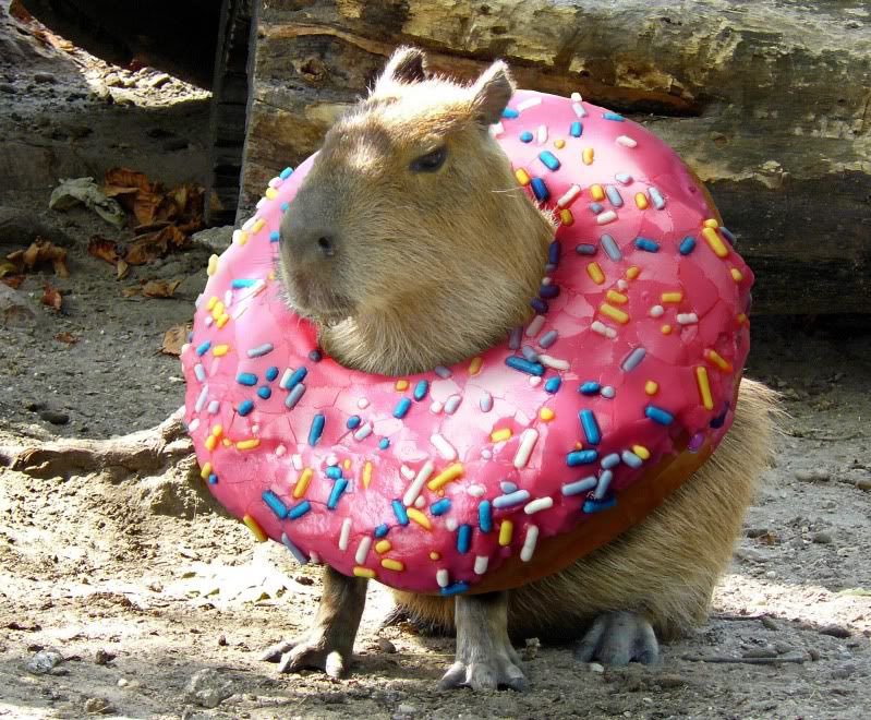 Coconut wearing a donut