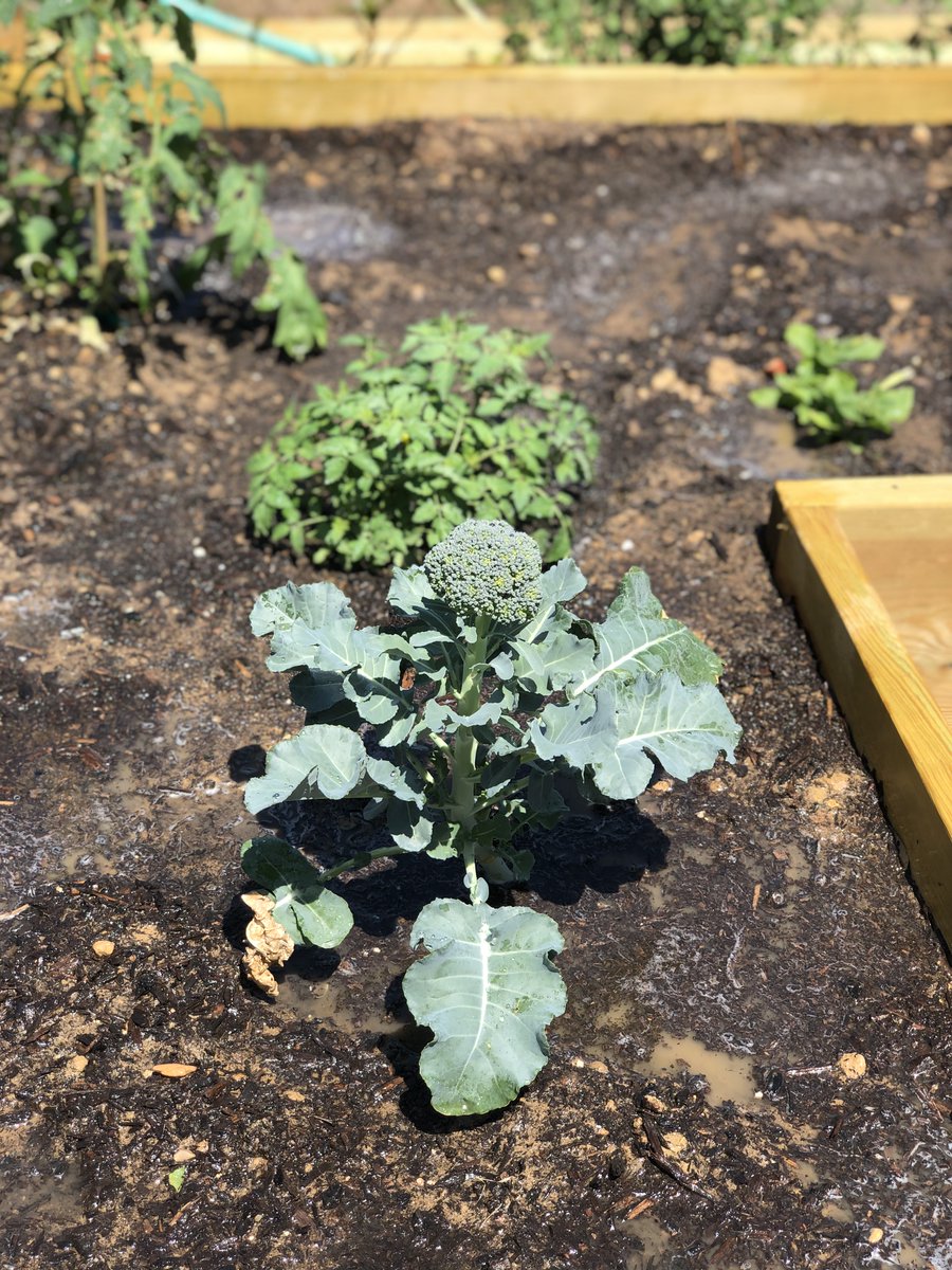 The garden is coming along. We see some veggies and a berry coming in! Great job students and sponsors! <a href="/stinsonprincess/">Lourdes Medina</a> <a href="/AngelaDearmond/">Angela DeArmond</a> <a href="/SollarsAmalia/">Amalia Sollars</a> <a href="/NISD/">Northside ISD</a> <a href="/NISDStinson/">Stinson MS NISD</a> <a href="/Vgrona1/">Vickie Grona</a> <a href="/SonnenMartinez/">MelisaMartinez</a> #APStin #ProjectAcorn