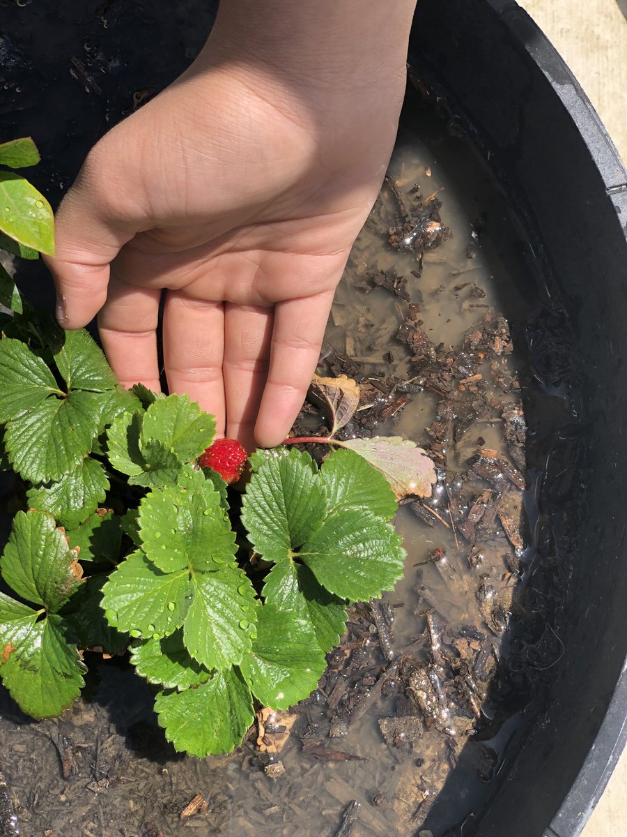 AcornSkyhawk's tweet photo. The garden is coming along. We see some veggies and a berry coming in! Great job students and sponsors! @stinsonprincess @AngelaDearmond @SollarsAmalia @NISD @NISDStinson @Vgrona1 @SonnenMartinez #APStin #ProjectAcorn https://t.co/NpGLgK15E2