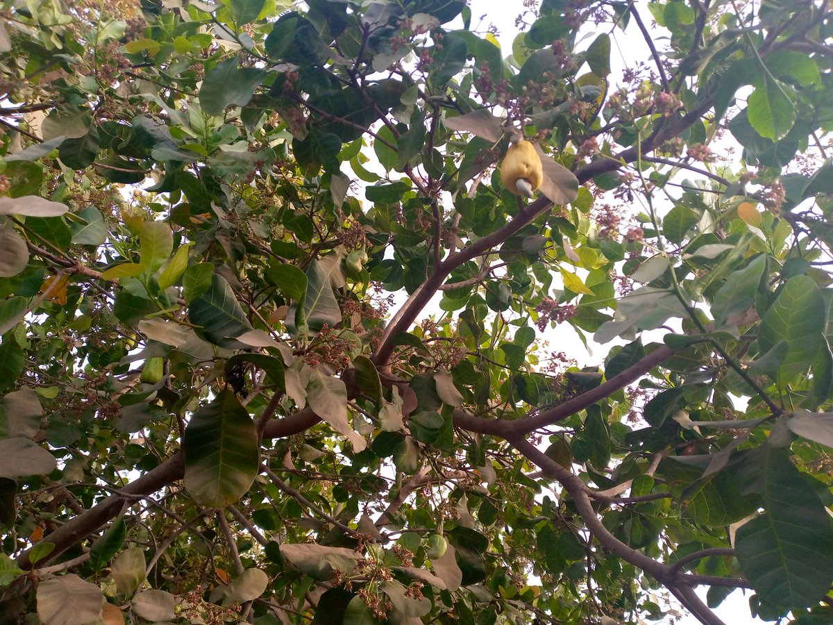AkBasiru tweet picture
