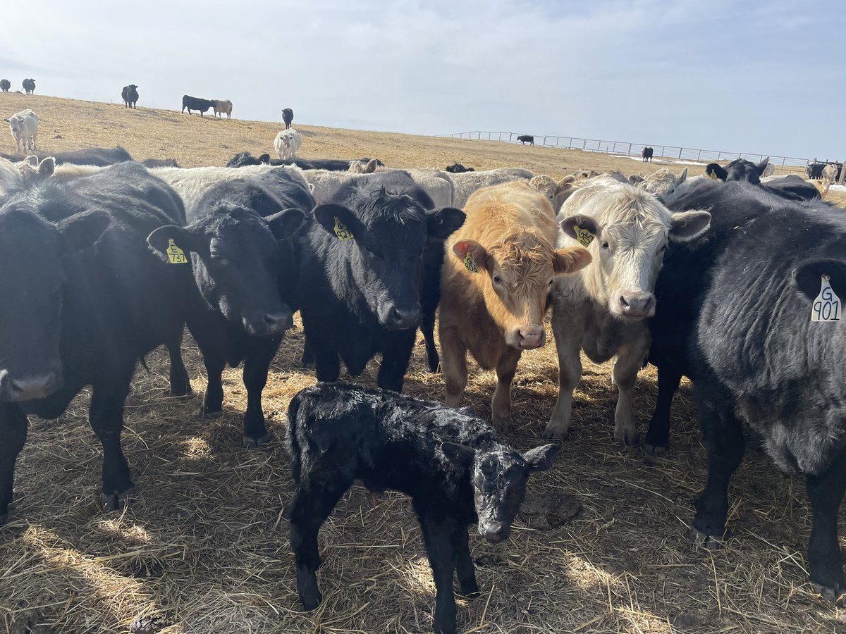 Boogaloobettie's tweet photo. Who’s the Mama?! #firstone #littleearly #calving2021 https://t.co/M4kCZ82xNH