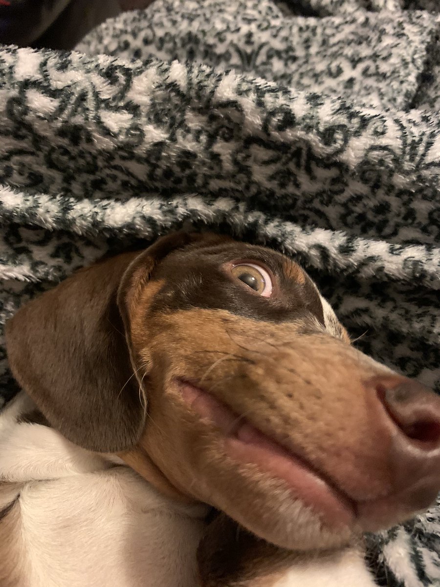 TheEternalDream's tweet photo. @EddyVinckk How can you not trust this face https://t.co/FIPMFXrrKl