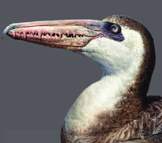 Riamus01's tweet photo. Pseudo-toothed birds just hit different https://t.co/3Siv7X4vFv