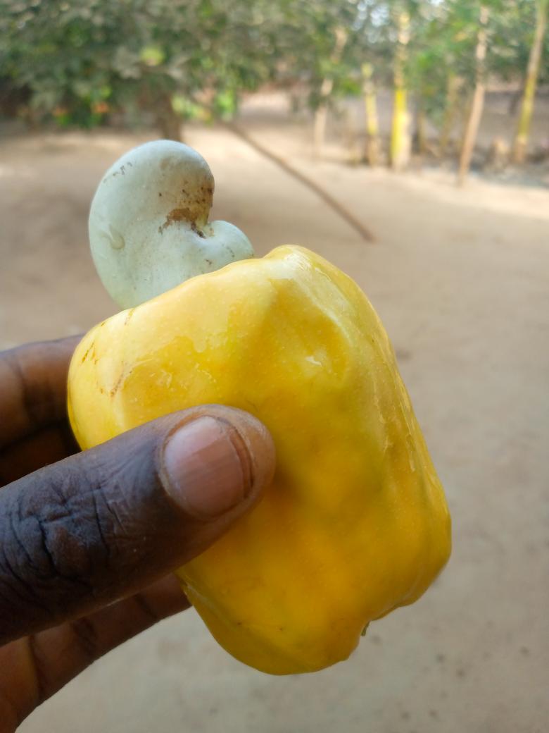 AkBasiru tweet picture